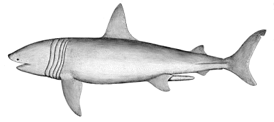 Basking Shark clipart #19, Download drawings