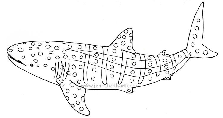 Basking Shark coloring #8, Download drawings