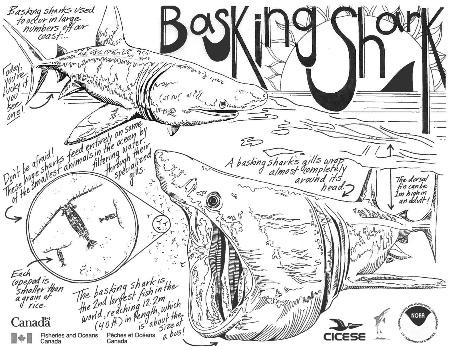 Basking Shark coloring #18, Download drawings