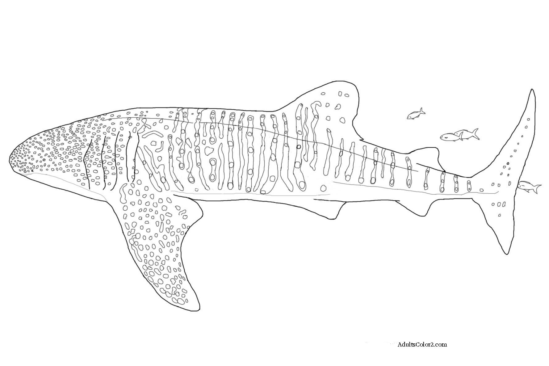 Basking Shark coloring #17, Download drawings