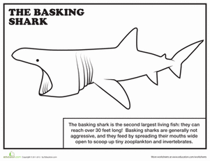 Basking Shark coloring #2, Download drawings