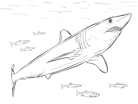 Basking Shark coloring #9, Download drawings