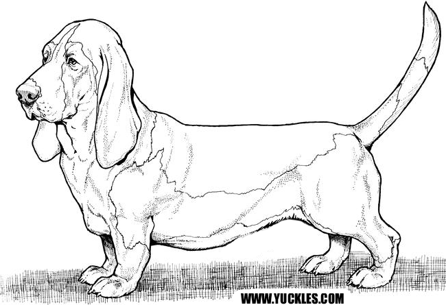 Basset Hound coloring #3, Download drawings