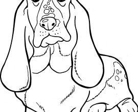 Basset Hound coloring #11, Download drawings