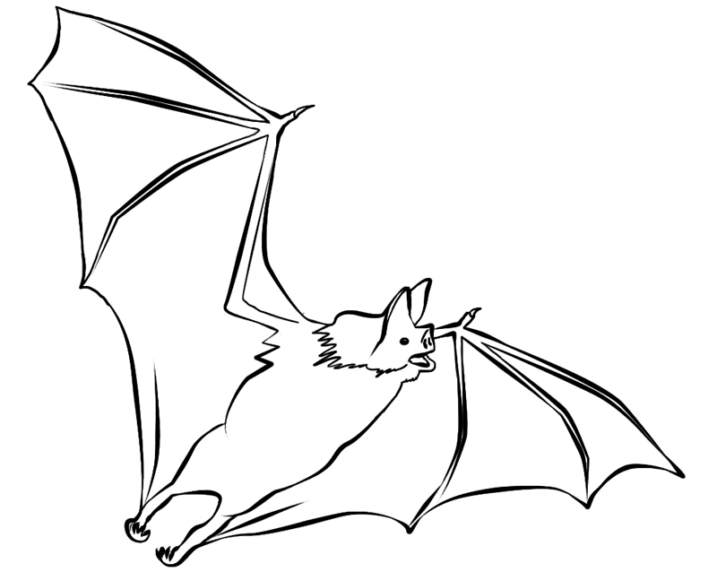 Bat coloring #18, Download drawings