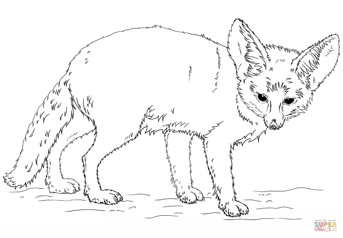 Bat-Eared Fox coloring #8, Download drawings