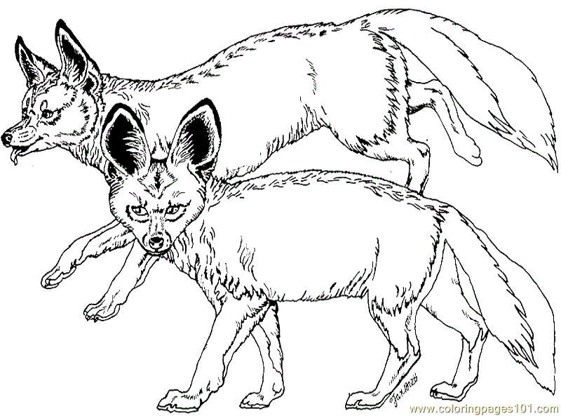 Bat-Eared Fox coloring #6, Download drawings