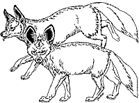 Bat-Eared Fox coloring #18, Download drawings