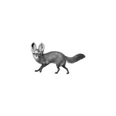 Bat-Eared Fox svg #17, Download drawings
