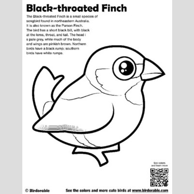 Finch coloring #13, Download drawings
