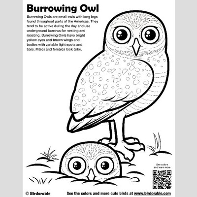 Burrowing Owl coloring #1, Download drawings