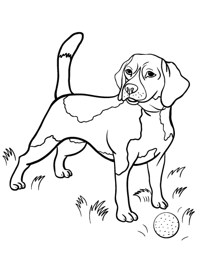 Beagle coloring #19, Download drawings