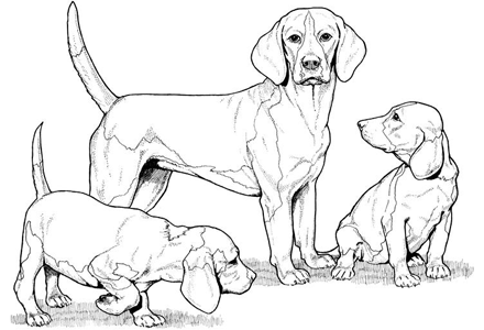 Beagle coloring #14, Download drawings