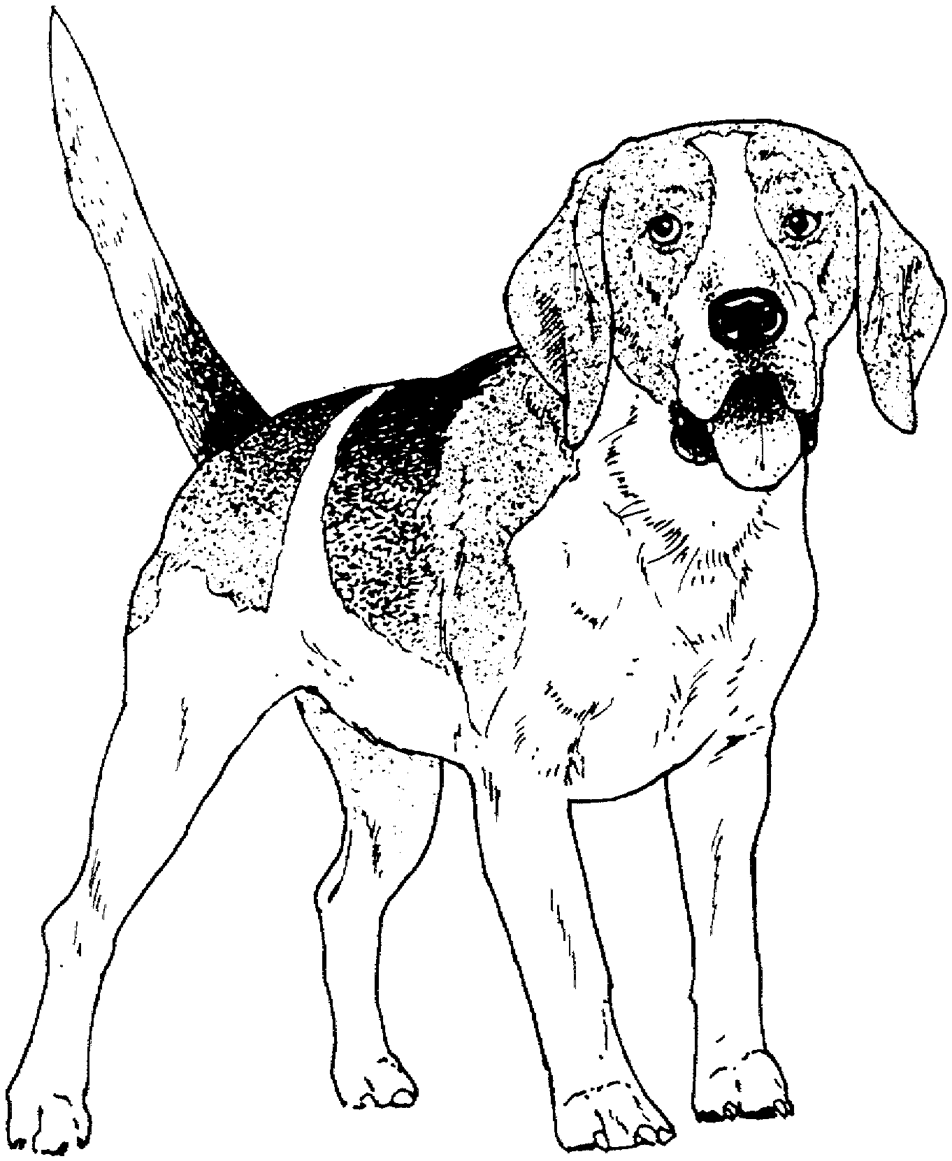 Beagle coloring #3, Download drawings