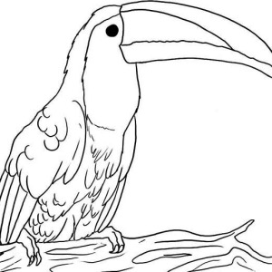 Beak coloring #8, Download drawings