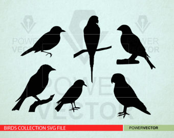 Palm Cockatoo svg #14, Download drawings