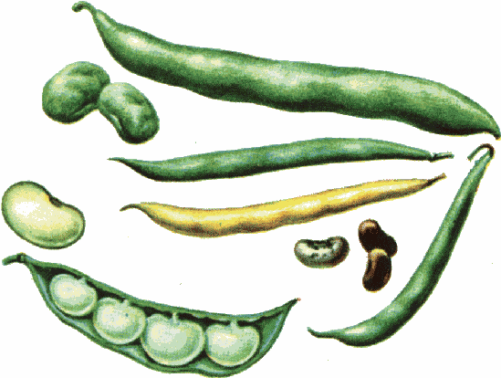 Beans clipart #5, Download drawings