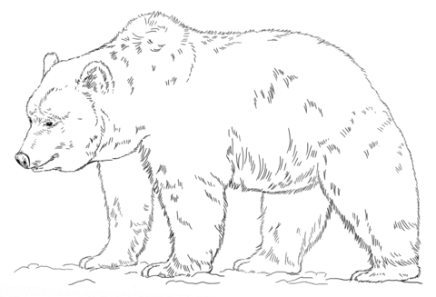 Bear coloring #2, Download drawings