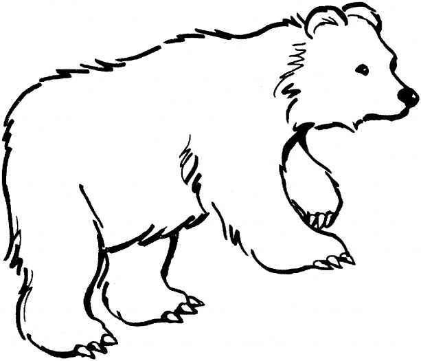 Bear coloring #15, Download drawings
