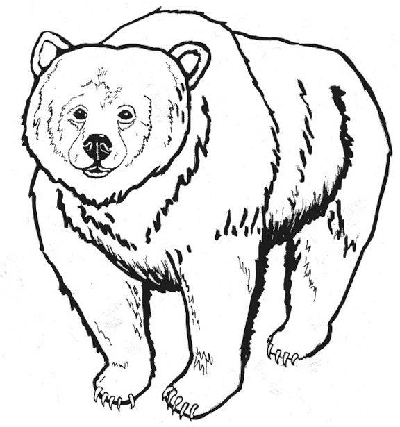 Bear coloring #7, Download drawings