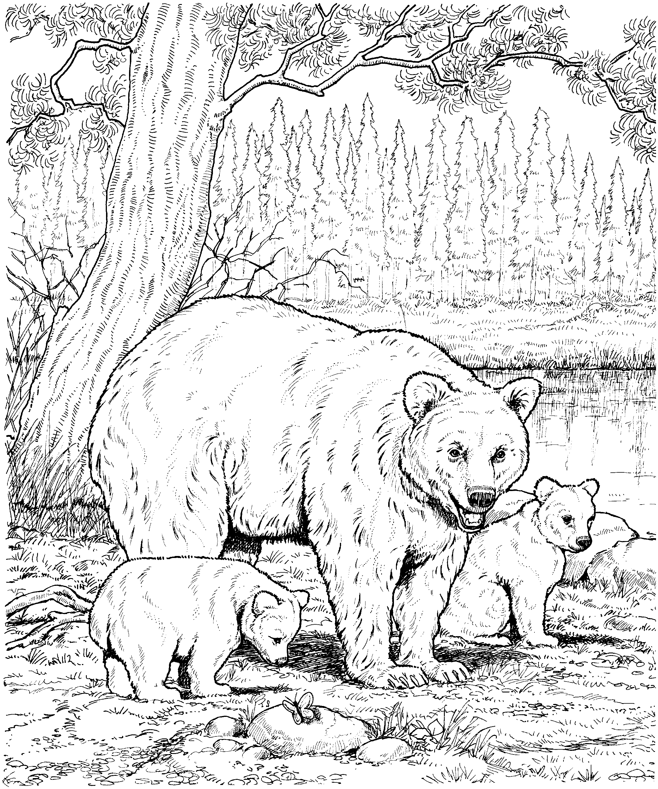 Grizzly Cubs coloring #11, Download drawings