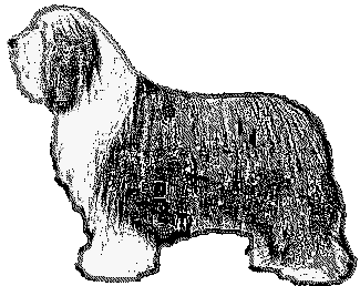 Bearded Collie clipart #7, Download drawings