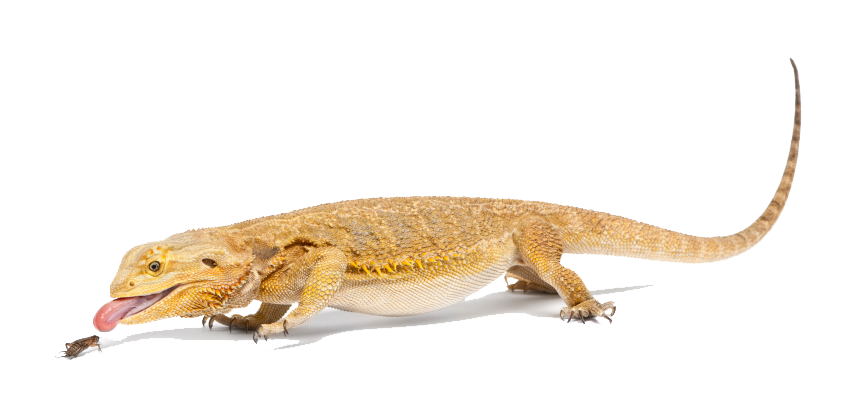 Bearded Dragon clipart #5, Download drawings