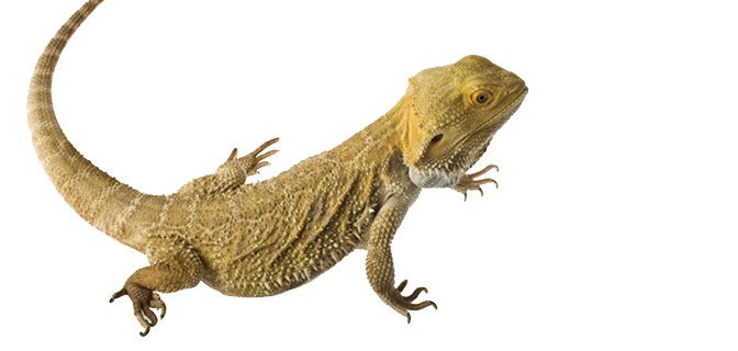 Bearded Dragon clipart #4, Download drawings