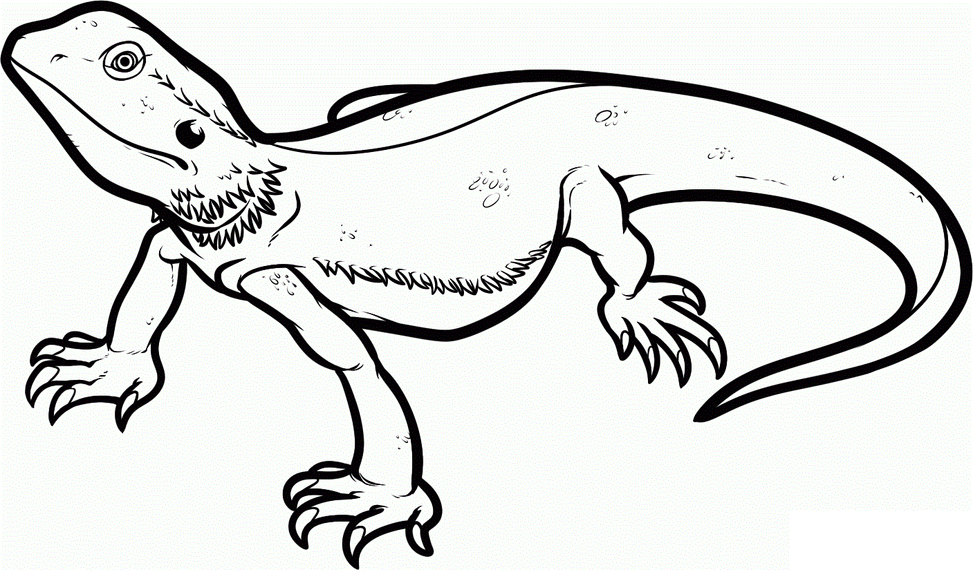 Lizard coloring #5, Download drawings