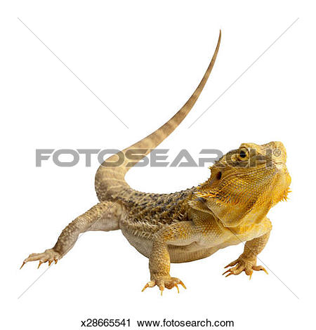 Bearded Dragon clipart #8, Download drawings