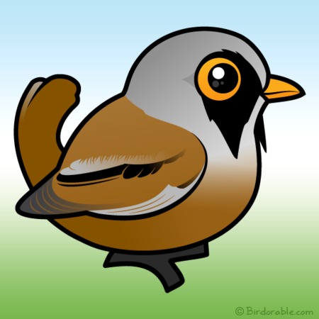 Bearded Reedling clipart #4, Download drawings