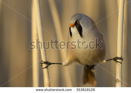 Bearded Reedling clipart #1, Download drawings