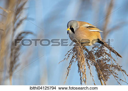 Bearded Reedling clipart #18, Download drawings