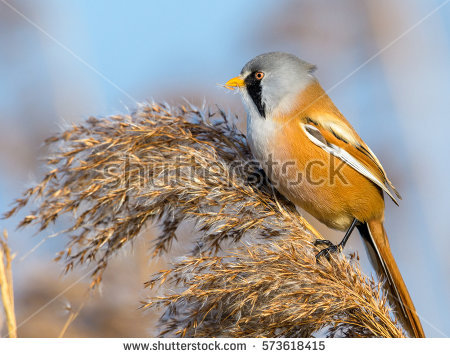 Bearded Reedling clipart #15, Download drawings