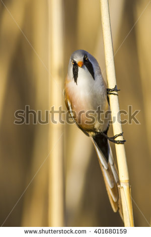 Bearded Reedling clipart #5, Download drawings