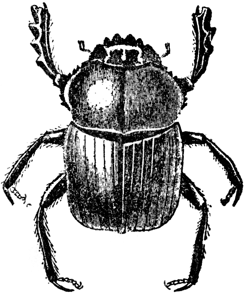Beetles clipart #2, Download drawings