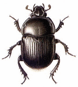 Beetle clipart #5, Download drawings