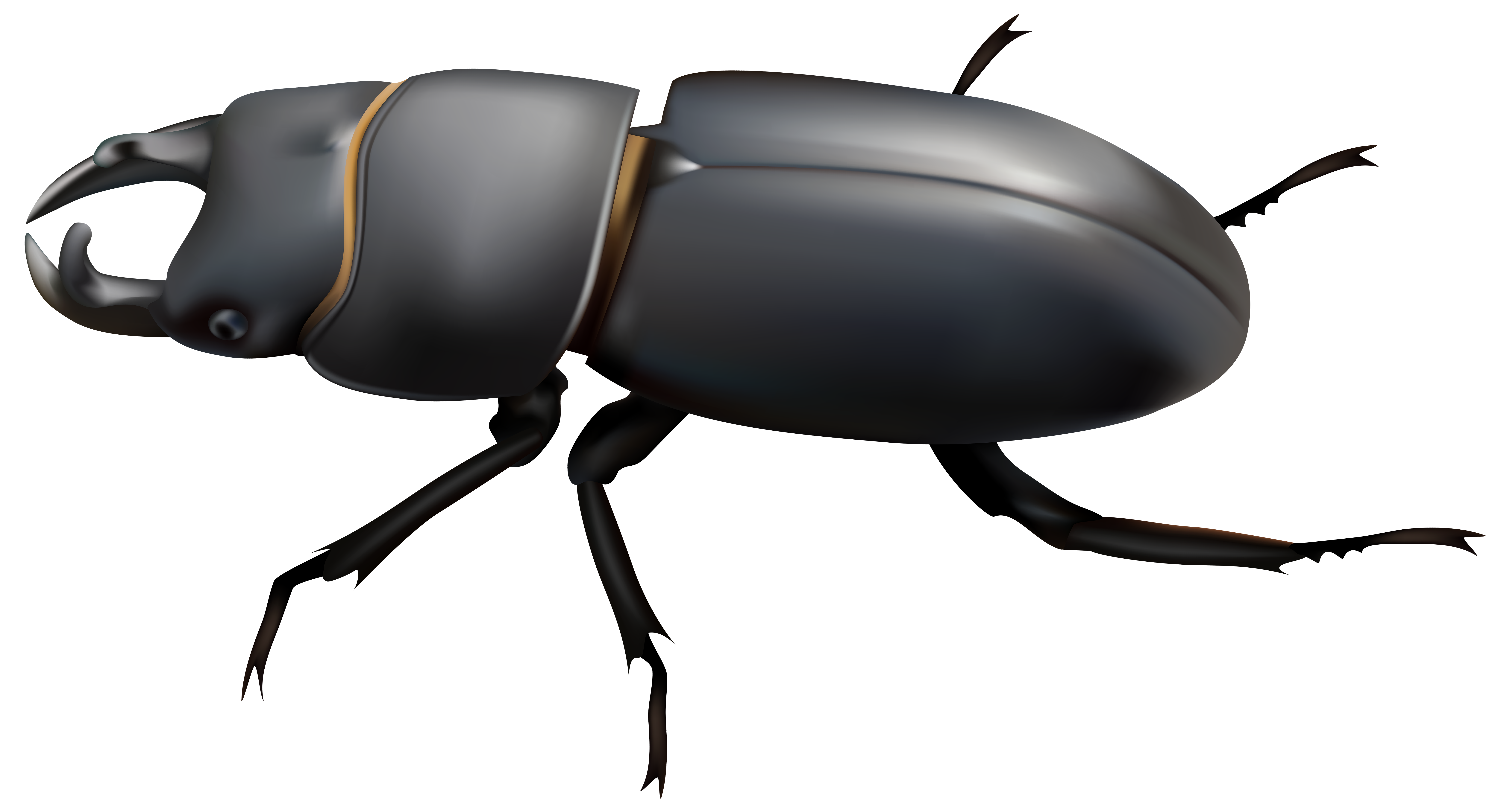 Beetle clipart #3, Download drawings