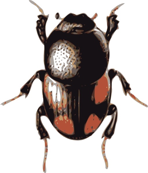 Beetle clipart #13, Download drawings