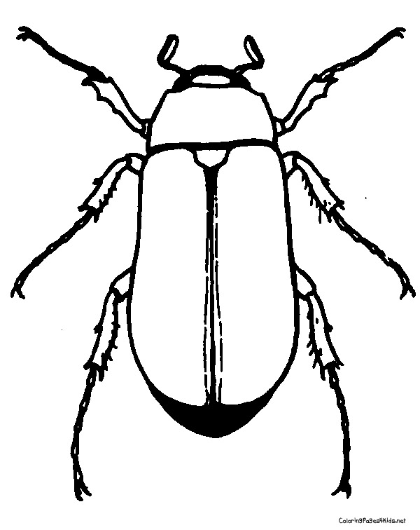 Beetle coloring #13, Download drawings