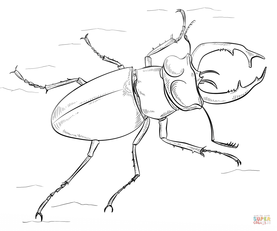 Beetle coloring #4, Download drawings