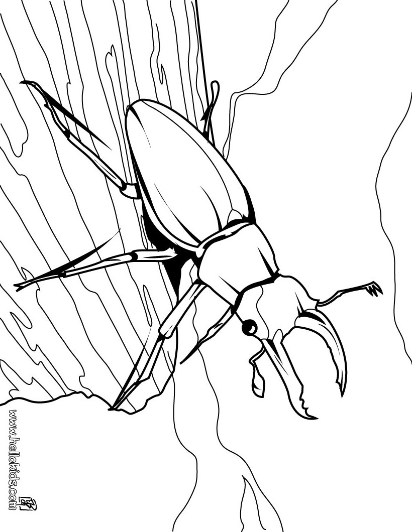 Beetles coloring #4, Download drawings