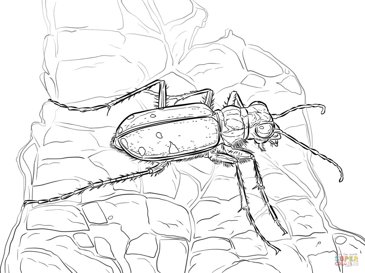 Beetle coloring #3, Download drawings