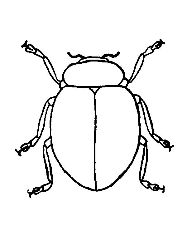 Beetle coloring #9, Download drawings