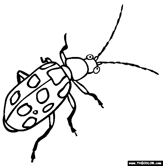 Beetles coloring #18, Download drawings