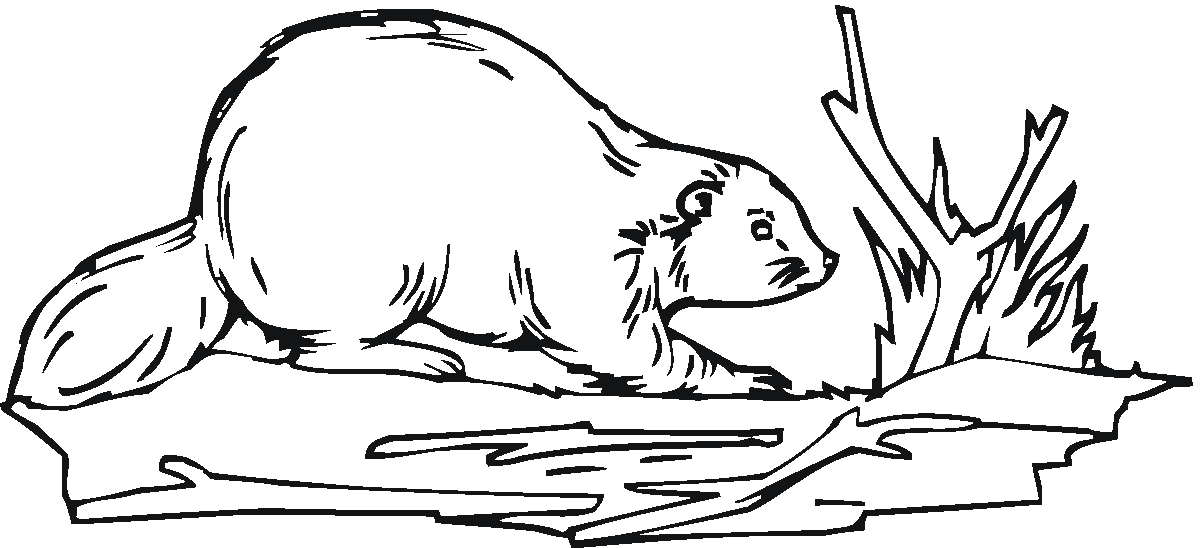 Beaver coloring #5, Download drawings