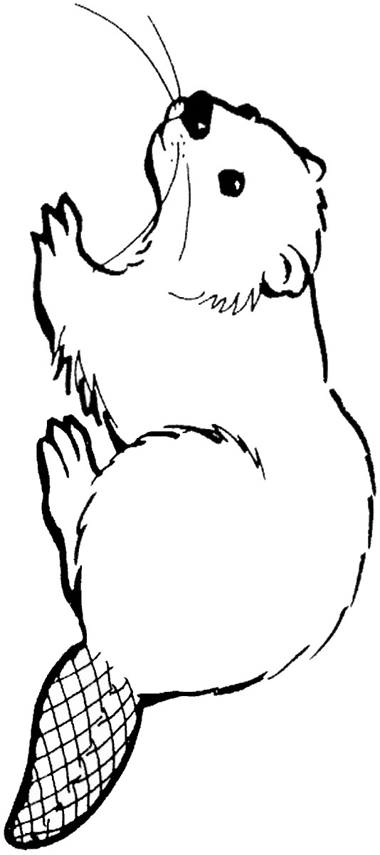 Beaver coloring #6, Download drawings
