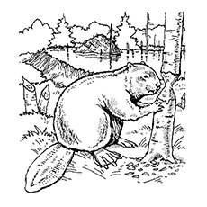 Beaver coloring #1, Download drawings
