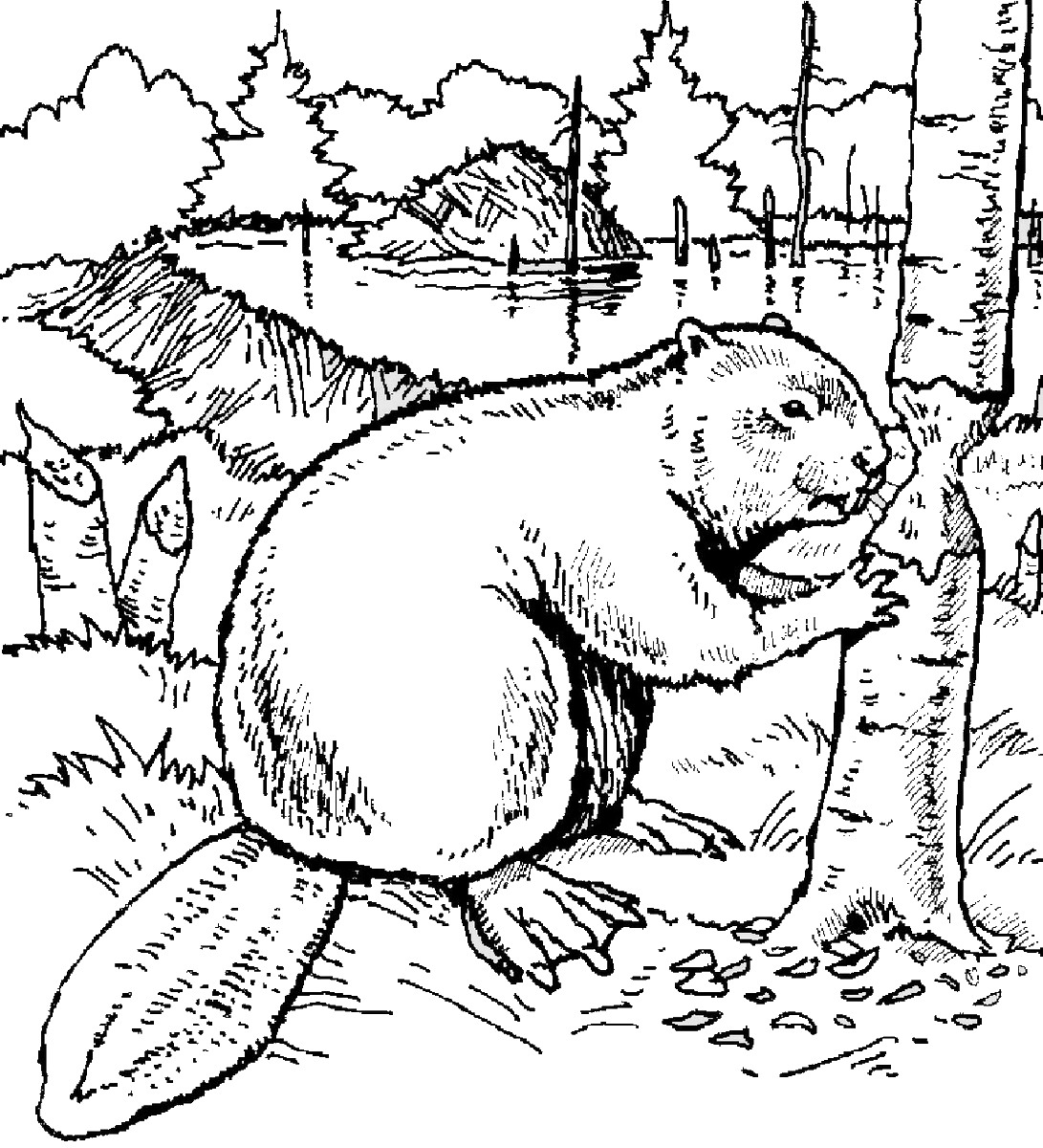Beaver coloring #14, Download drawings