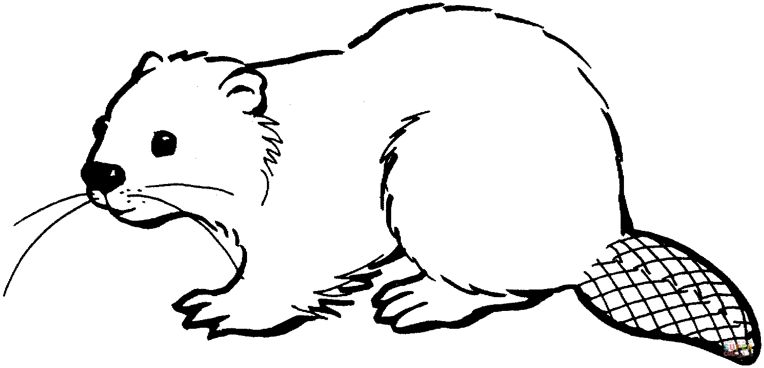 Beaver coloring #8, Download drawings